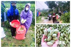 Chạy đua với lũ, nông dân Nghệ An thu hoạch non, vớt vát mùa vụ