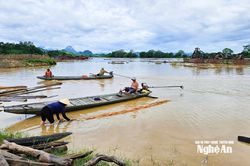Mạo hiểm khi vớt củi lụt trên sông Lam