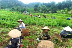 Mùa lạc đỏ ở Mường Chà