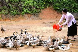 Bí quyết thoát nghèo ở Yên Thành