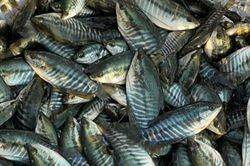 Giá cá giống tăng mạnh
