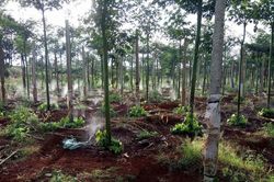 Giá tiêu hôm nay 24/7/2025: Trạng thái giằng co