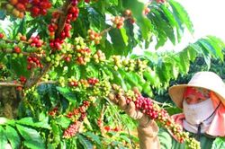 Giá nông sản hôm nay 25/7/2025: Giá cà phê tăng nhẹ sau cú bứt phá, hồ tiêu vẫn 'dậm chân tại chỗ'