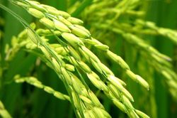 Giá lúa gạo hôm nay 26/7: Thị trường nội địa tăng đều, giá gạo Ấn Độ lao dốc