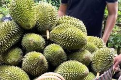 Giá sầu riêng hôm nay 28/7: Xuất khẩu khởi sắc, giá nội địa tăng nhẹ tại nhiều vùng trồng trọng điểm