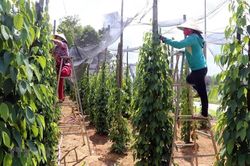 Giá tiêu hôm nay 29/7/2025: Việt Nam tăng nhập khẩu hồ tiêu