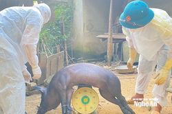 Dịch tả lợn châu Phi bùng phát tại xã Châu Bình (Nghệ An)