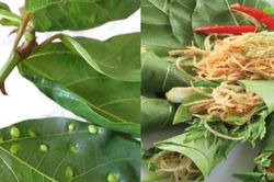 Lá sung nhiều tác dụng cho sức khỏe