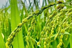Giá lúa gạo hôm nay 30/7: Lúa tươi tăng nhẹ, thị trường mua bán chững lại