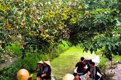 Về miền Tây mùa nước nổi, chọn tour nào để không 'hớ'?