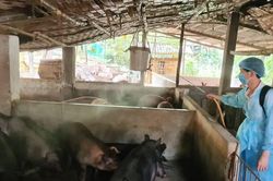 33/34 tỉnh, thành có dịch, tiêu hủy hơn 100.000 con heo