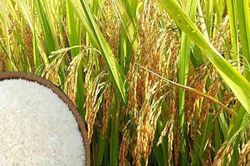 Giá lúa gạo hôm nay 1/8: Lúa tươi chững lại, giá gạo xuất khẩu cao nhất khu vực