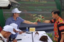 Gần 70 chủ thể tham gia hội thi sâm Ngọc Linh TP Đà Nẵng năm 2025