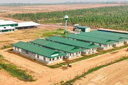 HAGL Agrico tiếp tục lỗ hơn 100 tỷ đồng trong quý 2/2025