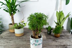 Ý nghĩa phong thủy của cây đinh lăng - loài cây 'nhỏ mà có võ'