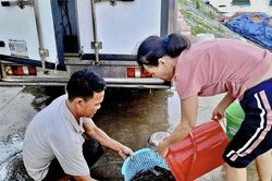 Đêm thức cùng mùa 'mực nháy, mực nhảy'