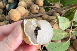 4 cách dùng cùi nhãn làm thuốc bồi bổ sức khỏe