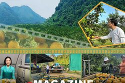 Người đưa đặc sản cam Xã Đoài đến với bàn ăn thế giới
