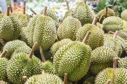 Siết chặt kiểm soát an toàn thực phẩm với sầu riêng xuất khẩu