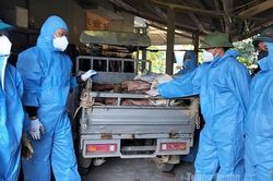 120 cán bộ thú y được tăng cường phòng, chống dịch tả lợn châu Phi