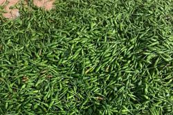 Quả mọc bờ rào xưa rụng đầy gốc nay 1 triệu đồng/kg vẫn đắt khách