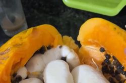 'Sửng sốt' quả đu đủ được trả 100 triệu, chủ nhân chưa muốn bán