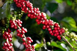 Cà phê Việt xác lập kỷ lục, giá dự báo 'neo cao' đến cuối năm