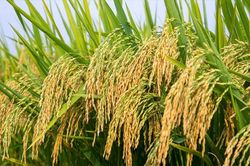 Giá lúa gạo hôm nay 8/8: Thị trường ổn định, xuất khẩu sang Philippines đối mặt thách thức