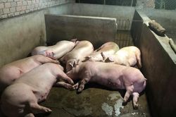 Kiểm tra, xử lý 3 lò mổ heo không phép xả thải gây ô nhiễm môi trường