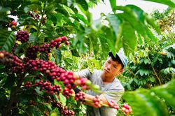 Xuất khẩu nông sản: Ấn tượng mặt hàng cà phê