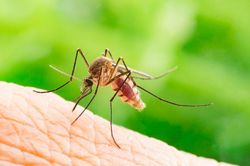 Nguy cơ bệnh Chikungunya xâm nhập, Bộ Y tế khuyến cáo biện pháp phòng chống