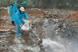 Dịch tả lợn châu Phi lan rộng tại Thanh Hóa, hơn 18.000 con lợn bị tiêu hủy