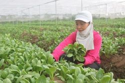 Hưng Yên: Phát triển kinh tế tập thể góp phần giảm nghèo