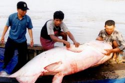 Kích thước của cá khổng lồ ở sông Mekong nhỏ đi với tốc độ đáng lo ngại