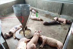 Các địa phương triển khai các giải pháp ứng phó với dịch tả lợn châu Phi