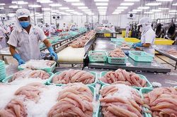 Xuất khẩu cá tra có cơ hội tăng trưởng mạnh