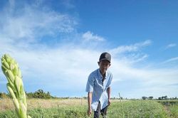 Tất bật vụ hoa rằm tháng bảy