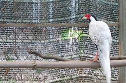 Vườn quốc gia Bạch Mã nhân giống gà lôi trắng để phục hồi ngoài tự nhiên