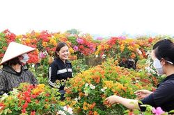 Phù Đổng - điểm sáng trong chương trình xây dựng nông thôn mới