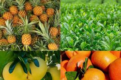 Giải pháp nâng tầm dứa, chè và cây có múi hướng tới giá trị tỷ đô