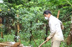 Xử lý nghiêm việc buôn bán, vận chuyển trái phép lợn bệnh
