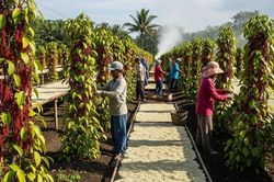 Dự báo giá tiêu ngày mai 17/8: Giá tiêu đã chạm nóc?