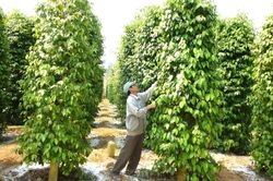 Giá tiêu hôm nay 16/8: Tăng cao, xuất khẩu sang Anh tăng đột biến