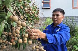 Mùa này nhãn có ngọt thơm