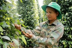 Giá tiêu hôm nay 17/8/2025: Tăng nhẹ trong tuần