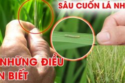 Sâu cuốn lá nhỏ gây hại diện rộng trên lúa mùa, Ninh Bình ra công điện khẩn phòng trừ