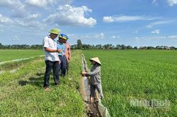 Sâu cuốn lá nhỏ bùng phát với mật độ cao đột biến, UBND tỉnh ra công điện khẩn chỉ đạo dập dịch