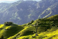 Mê mẩn bức tranh mùa vàng Dào San