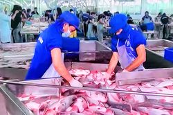 Xuất khẩu cá tra năm 2025 tăng mạnh, mở rộng dư địa cả trong và ngoài nước