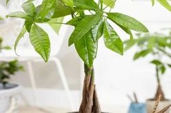 Chọn ngày đẹp trồng cây cảnh để lấy may mắn